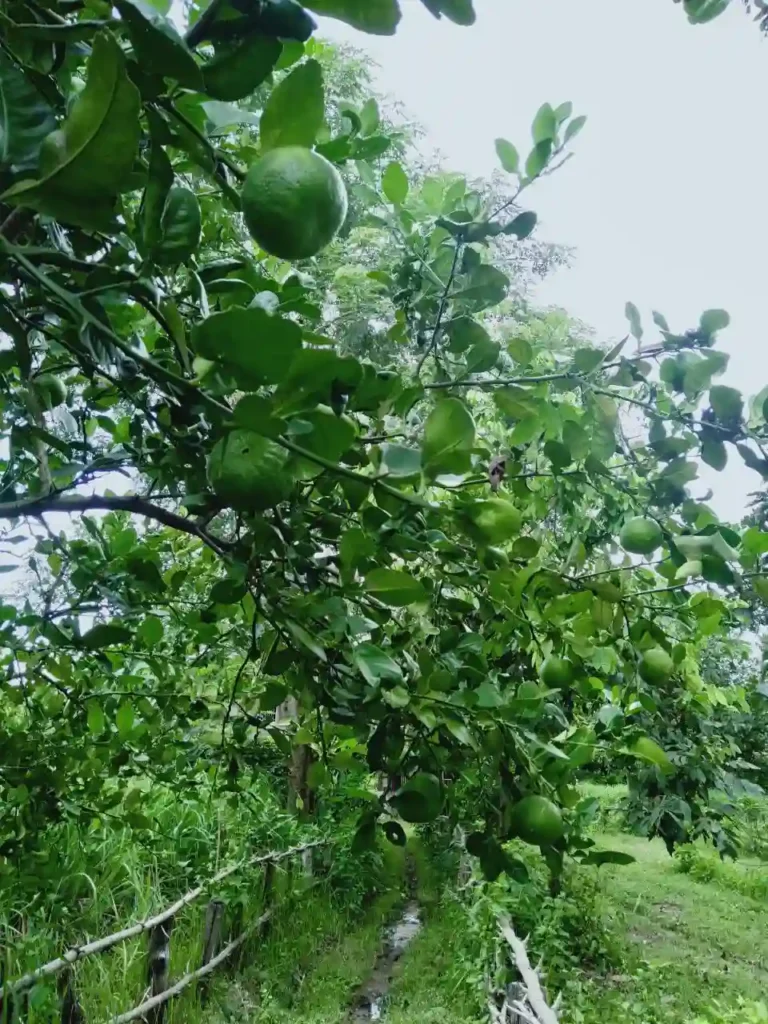 Bitter oranges growing on a tree along a path in the Herbal Kulen botanical garden.