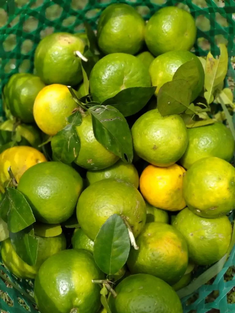 Basket of freshly harvested green and yellow bitter oranges from the Herbal Kulen farm.