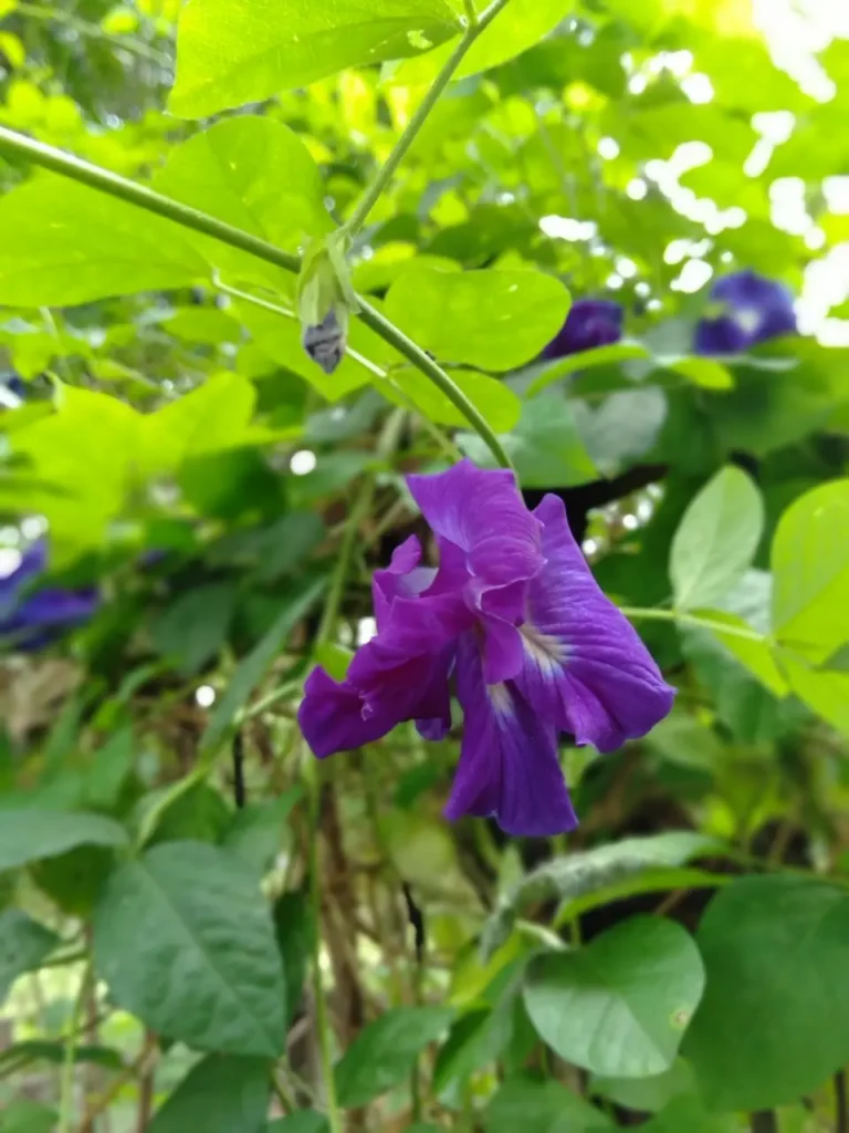 Purple butterfly pea flower growing among green leaves at the Herbal Kulen botanical garden.