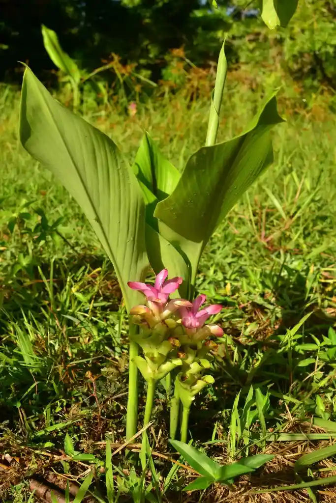 Black turmeric plant with broad green leaves and small pink flowers growing at Herbal Kulen.
