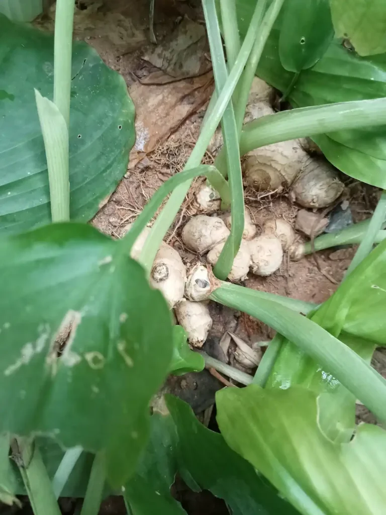 Black ginger rhizomes growing in the soil among broad green leaves at the Herbal Kulen botanical farm in Cambodia.