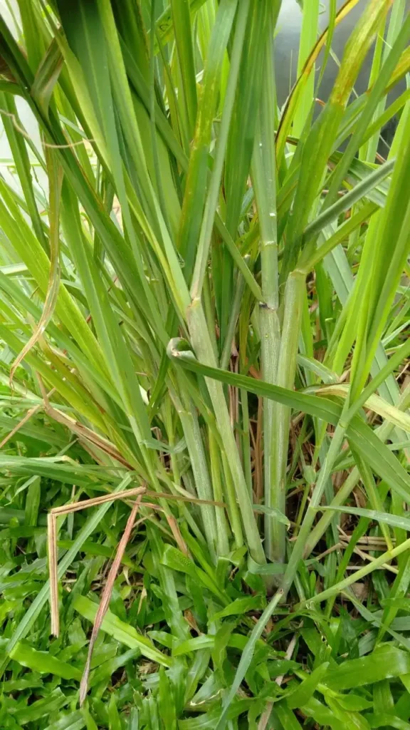 Fresh lemongrass plant growing in the Herbal Kulen botanical garden in Cambodia.