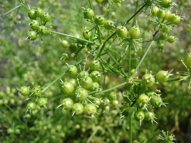 Green coriander seed clusters growing naturally in the Herbal Kulen botanical garden.