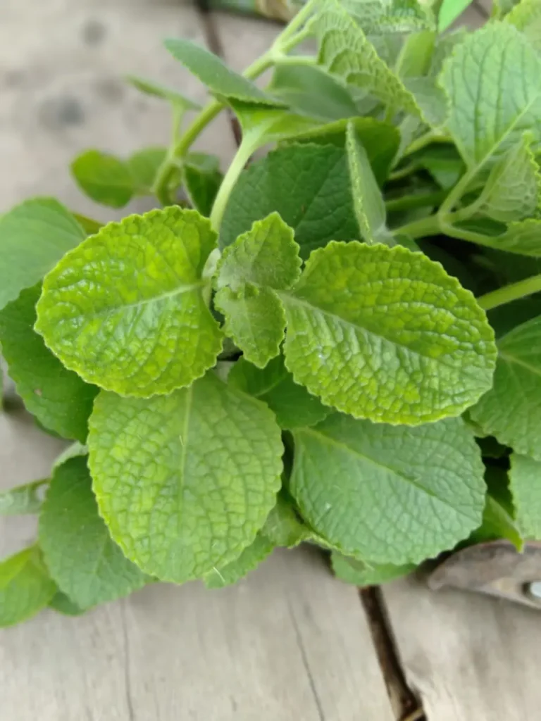 Fresh country borage leaves with a soft textured surface, grown at Herbal Kulen in Cambodia.