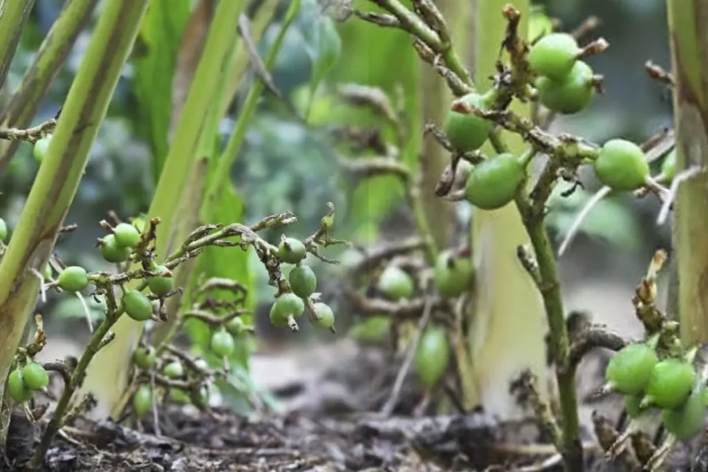 Green cardamom pods growing close to the ground among tropical plants in Cambodia.