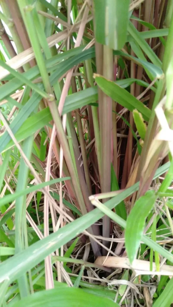 Close-up of green and reddish citronella stalks growing at the Herbal Kulen farm.