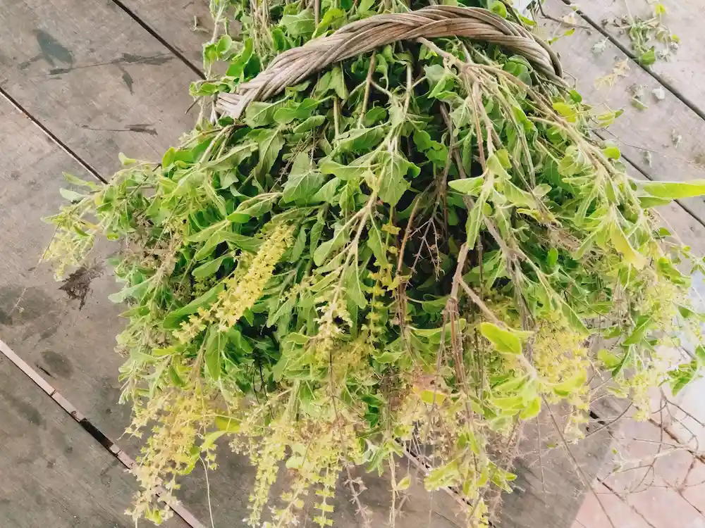 Fresh holy basil branches harvested from the Herbal Kulen botanical garden in Cambodia.