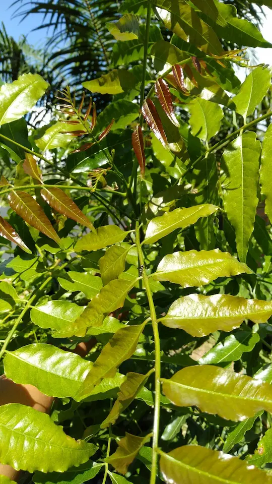 Young neem leaves growing in the Herbal Kulen botanical garden in Cambodia.