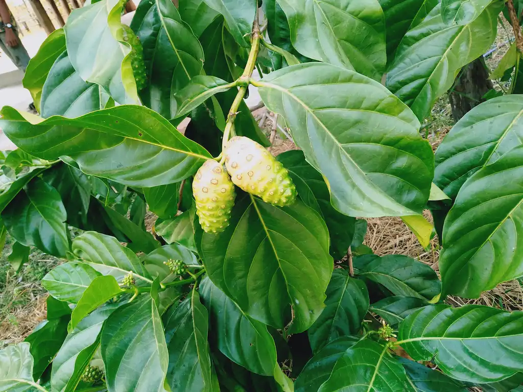 Noni fruits growing among large green leaves at the Herbal Kulen botanical farm.