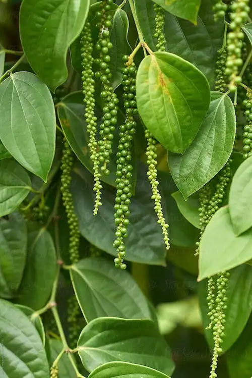 Clusters of fresh green peppercorns growing on a pepper vine at Herbal Kulen in Cambodia.
