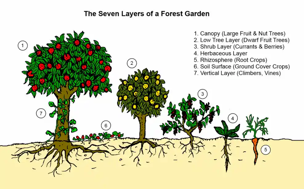 Diagram showing the seven layers of a forest garden, from canopy trees and shrubs to root crops, ground cover and climbing plants.